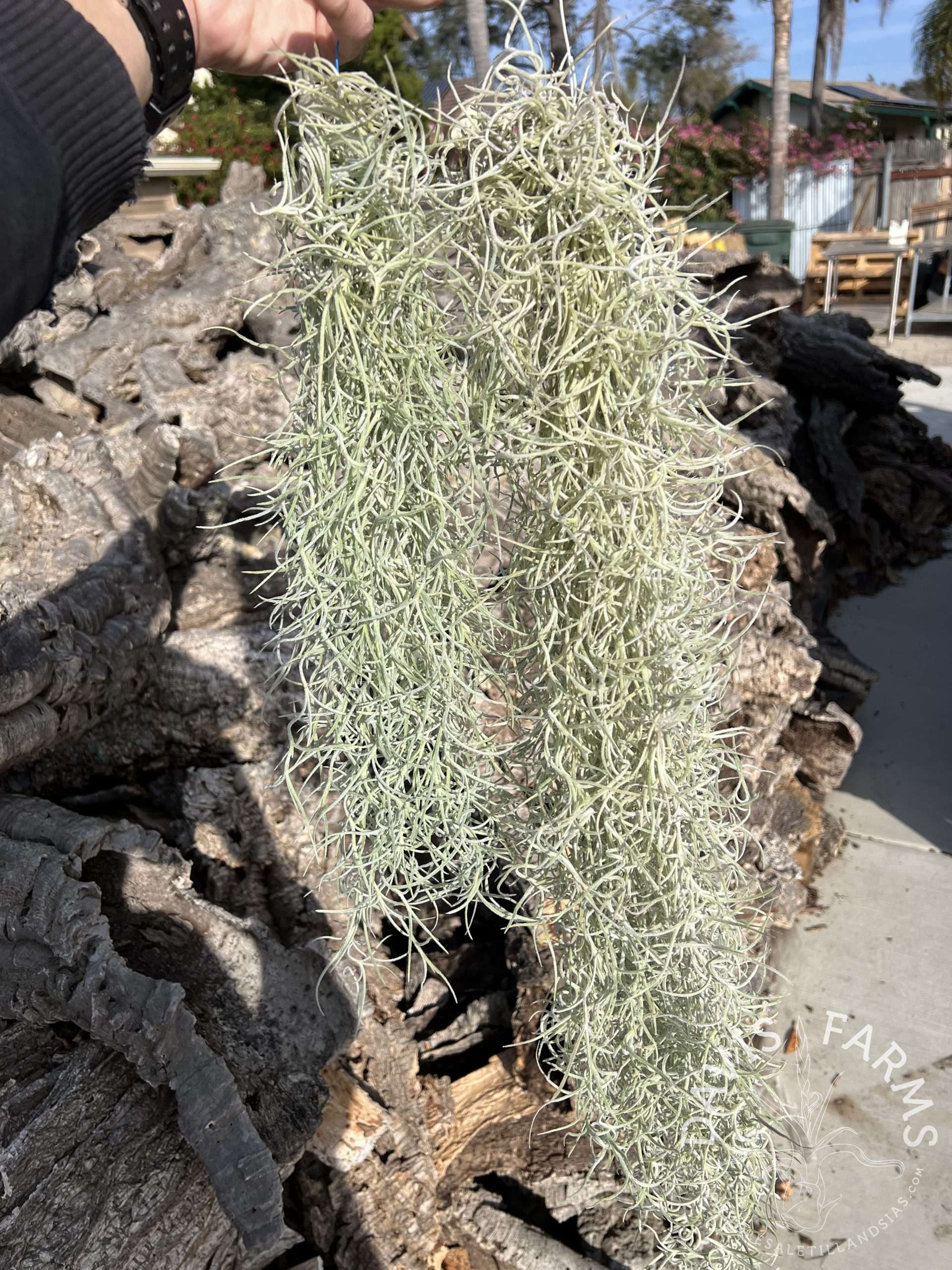 Tillandsia usneoides, Thick Form (Spanish Moss) clump