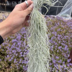 Tillandsia usneoides Thick Straight Form