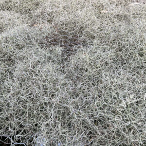 Usneoides mixed varieties, Per Pound