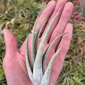 Tillandsia weberi