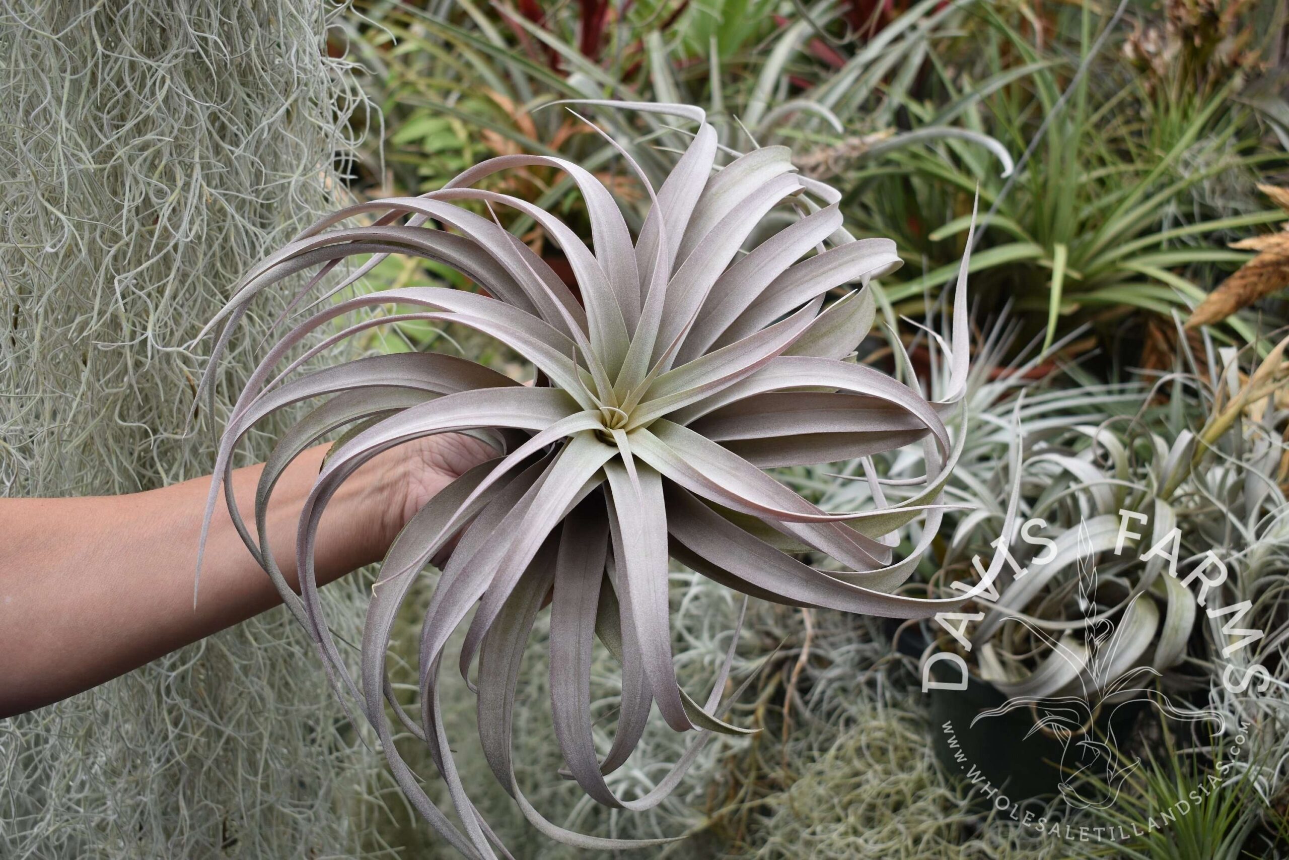 Tillandsia xerographica x brachycaulos