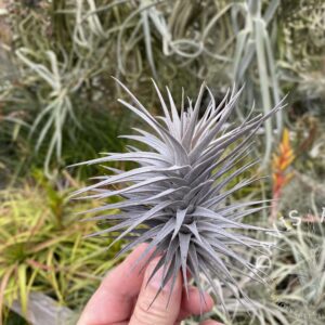 Tillandsia aeranthos nigra