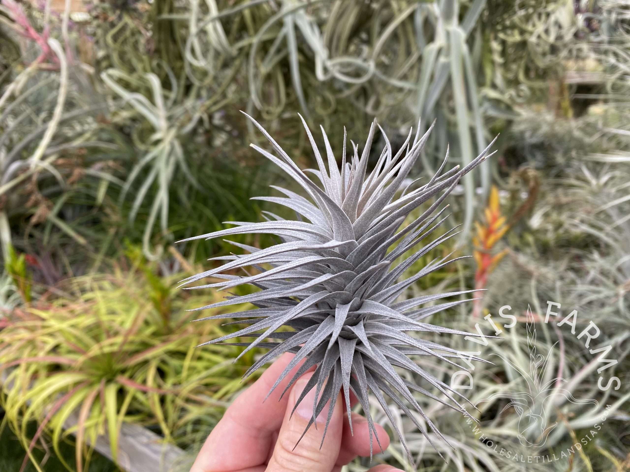 Tillandsia aeranthos nigra