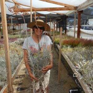 Tillandsia albida large form