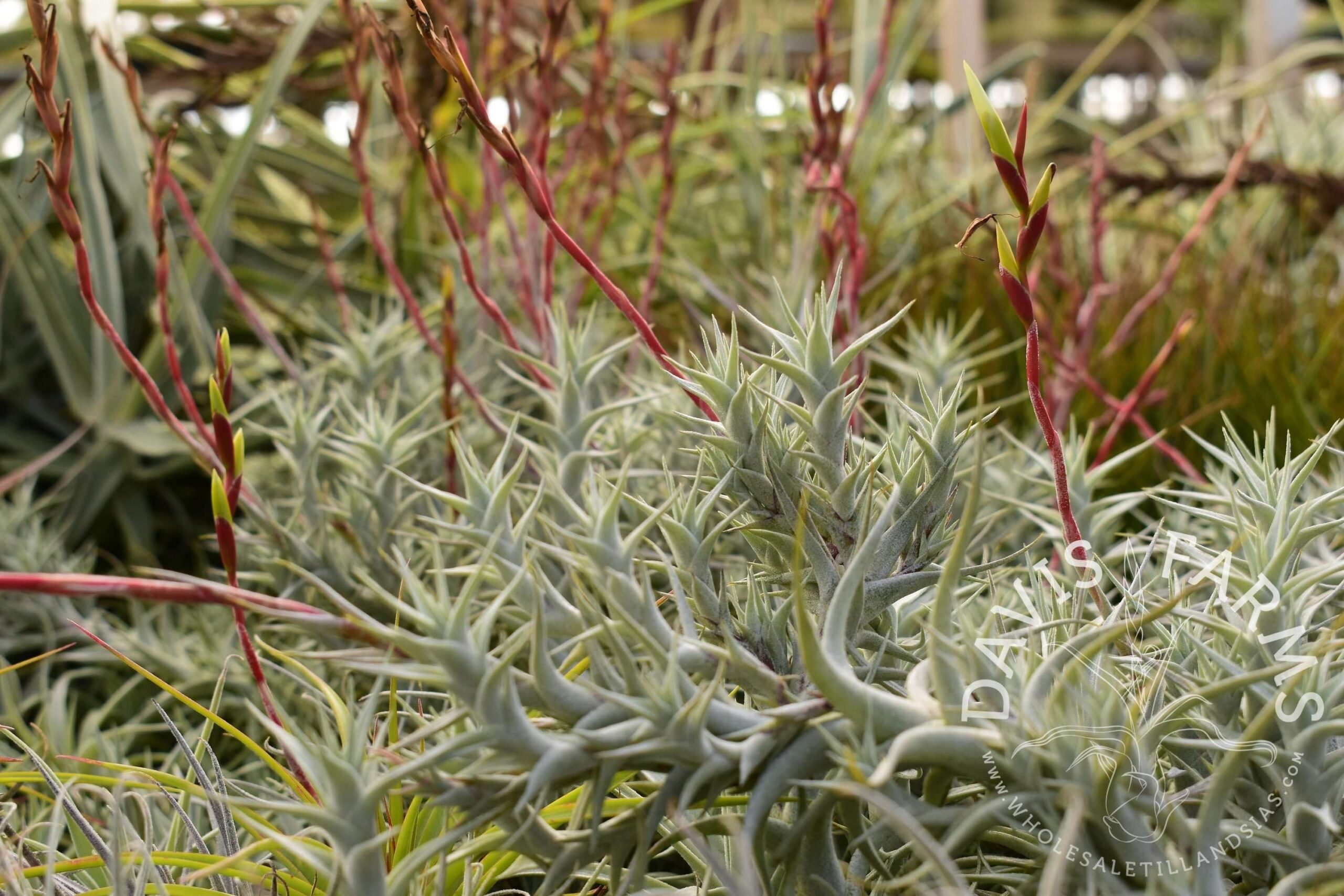 Tillandsia albida dwarf form / minor