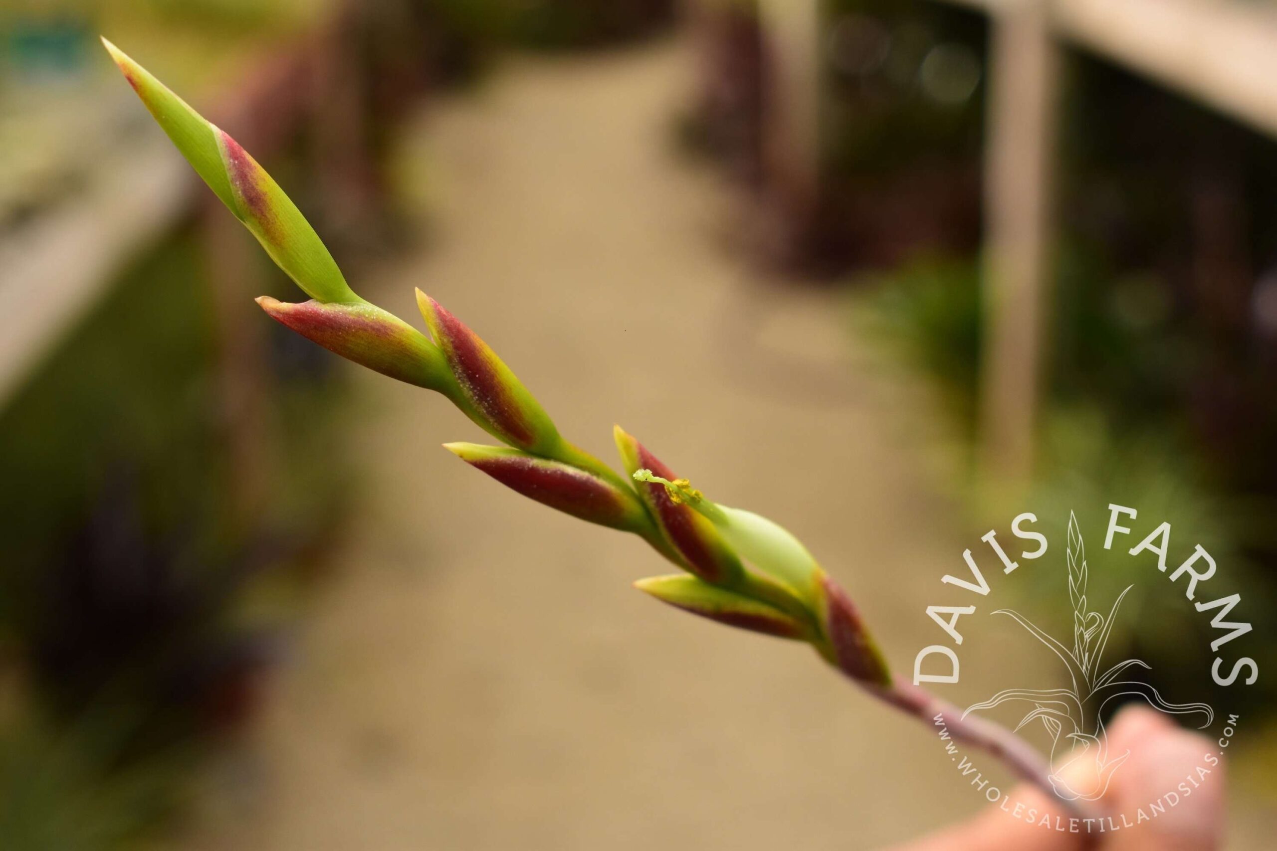 Tillandsia albida large form
