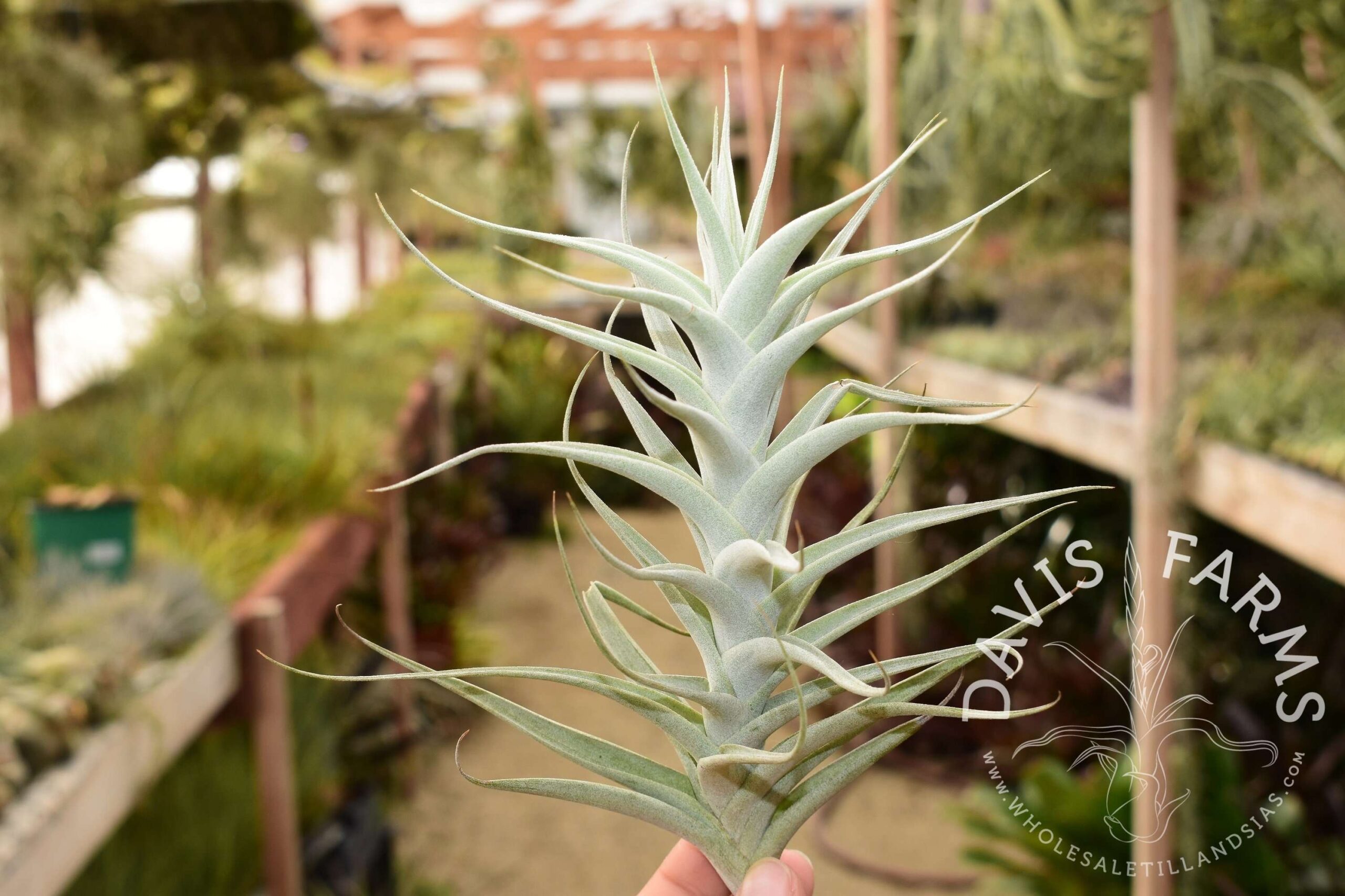 Tillandsia albida large form