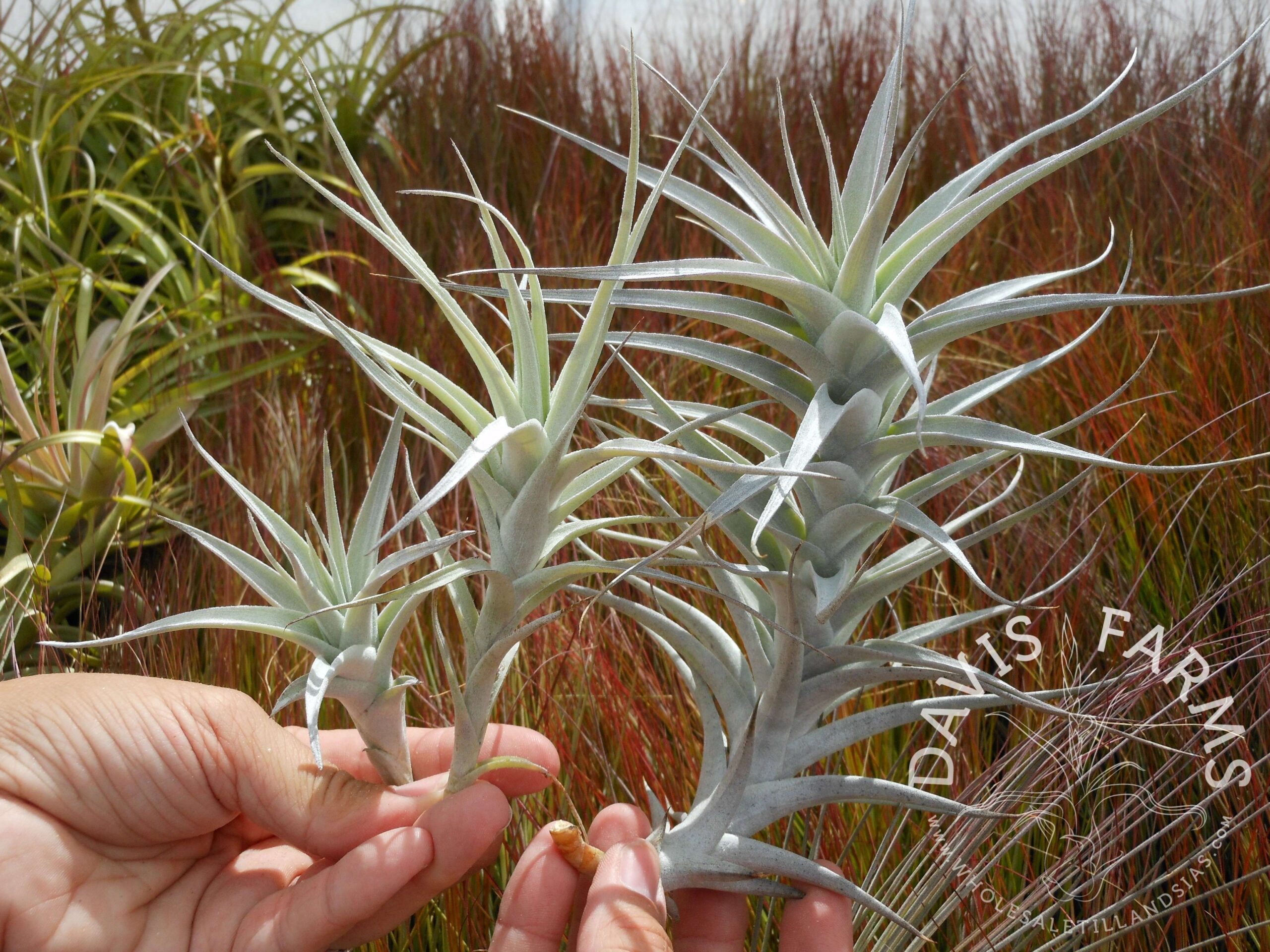 Tillandsia albida large form