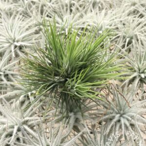 Tillandsia andreana x funckiana