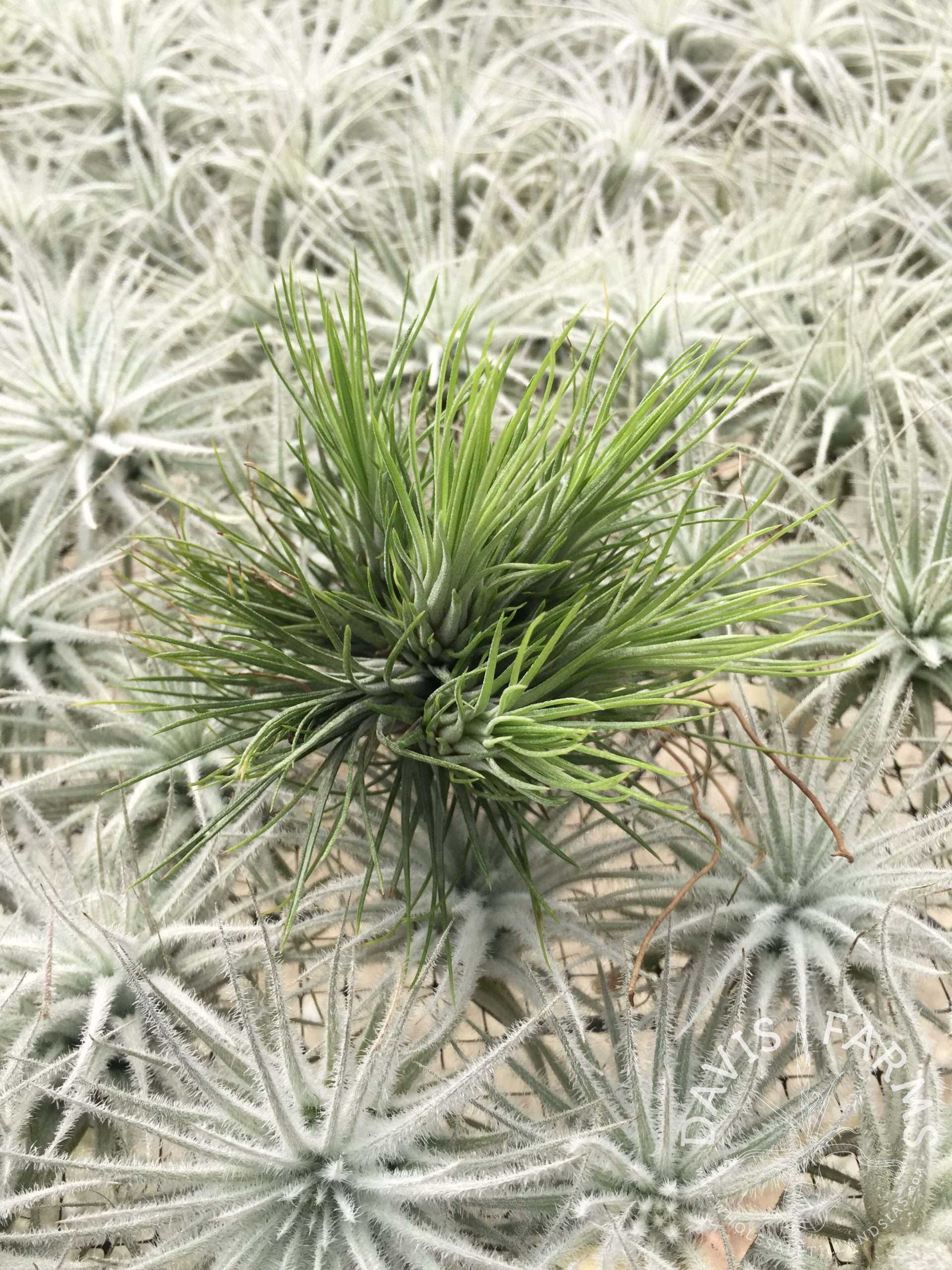Tillandsia andreana x funckiana