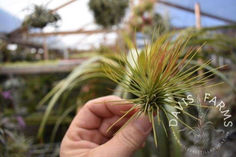 Tillandsia andreana x funckiana