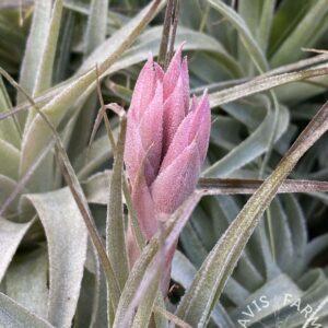 Tillandsia gardneri 'Puerto Escondido'
