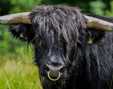 bull nose rings trend
