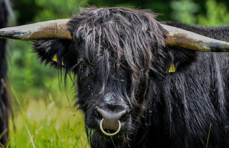 bull nose rings trend