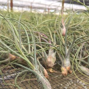 Tillandsia butzii