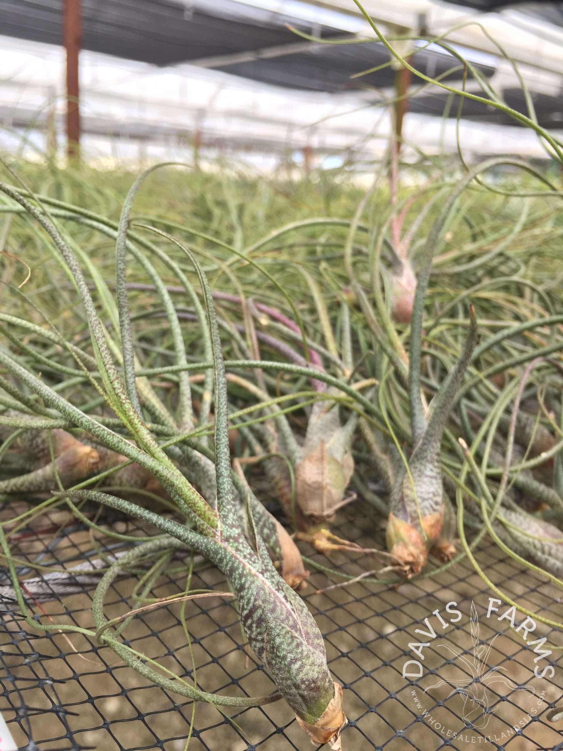 Tillandsia butzii