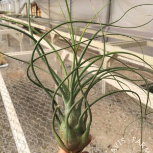 Tillandsia butzii Silver