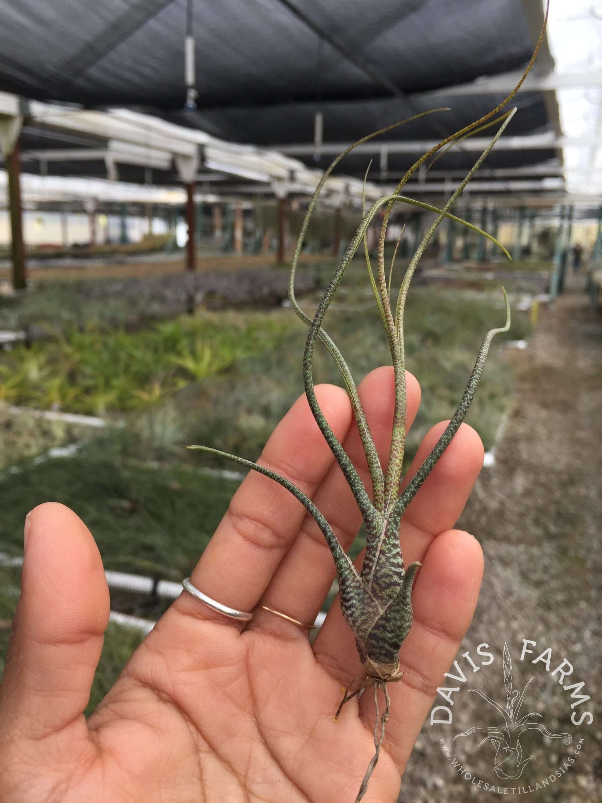 Tillandsia butzii