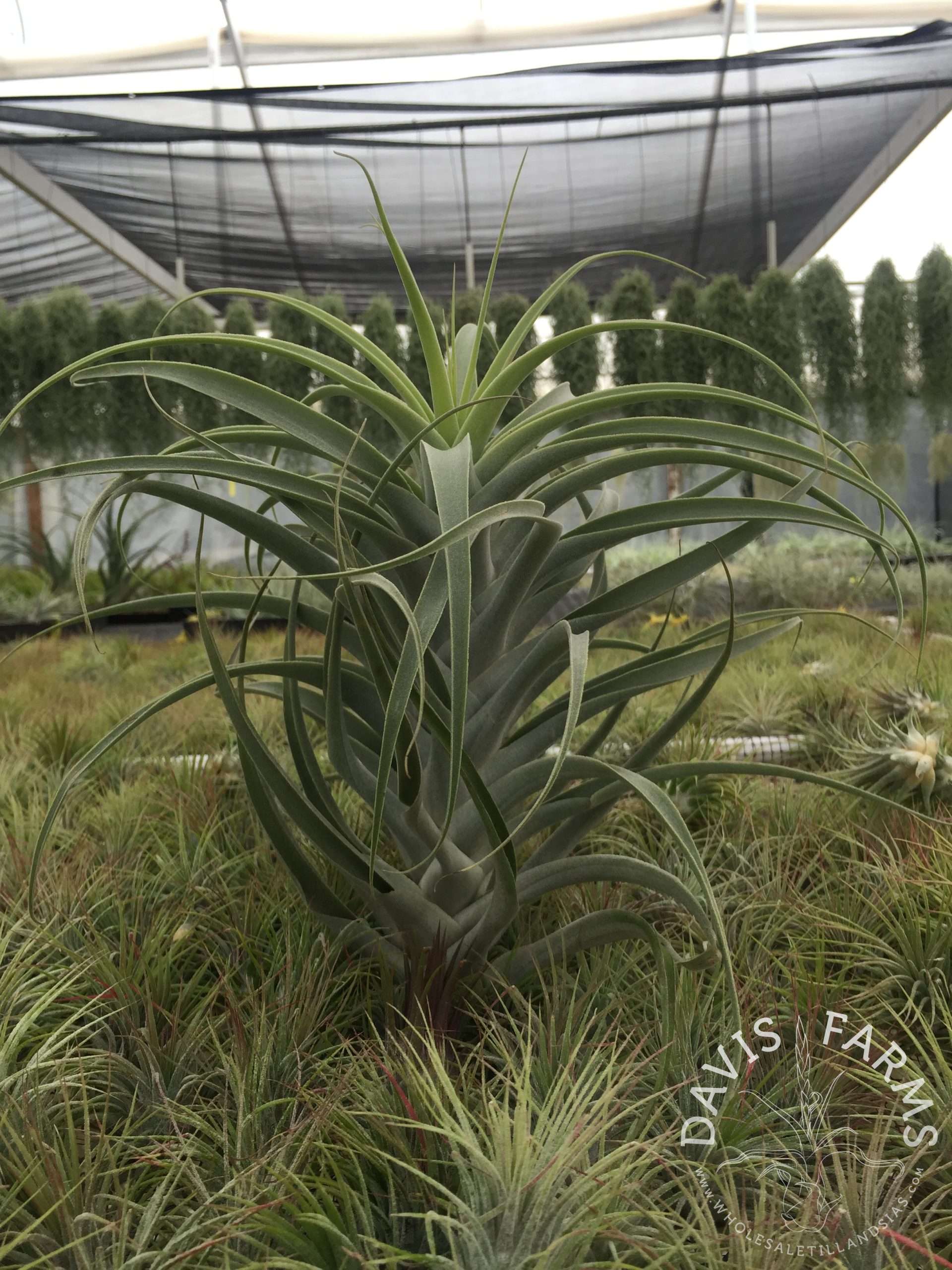 Tillandsia cacticola hybrid