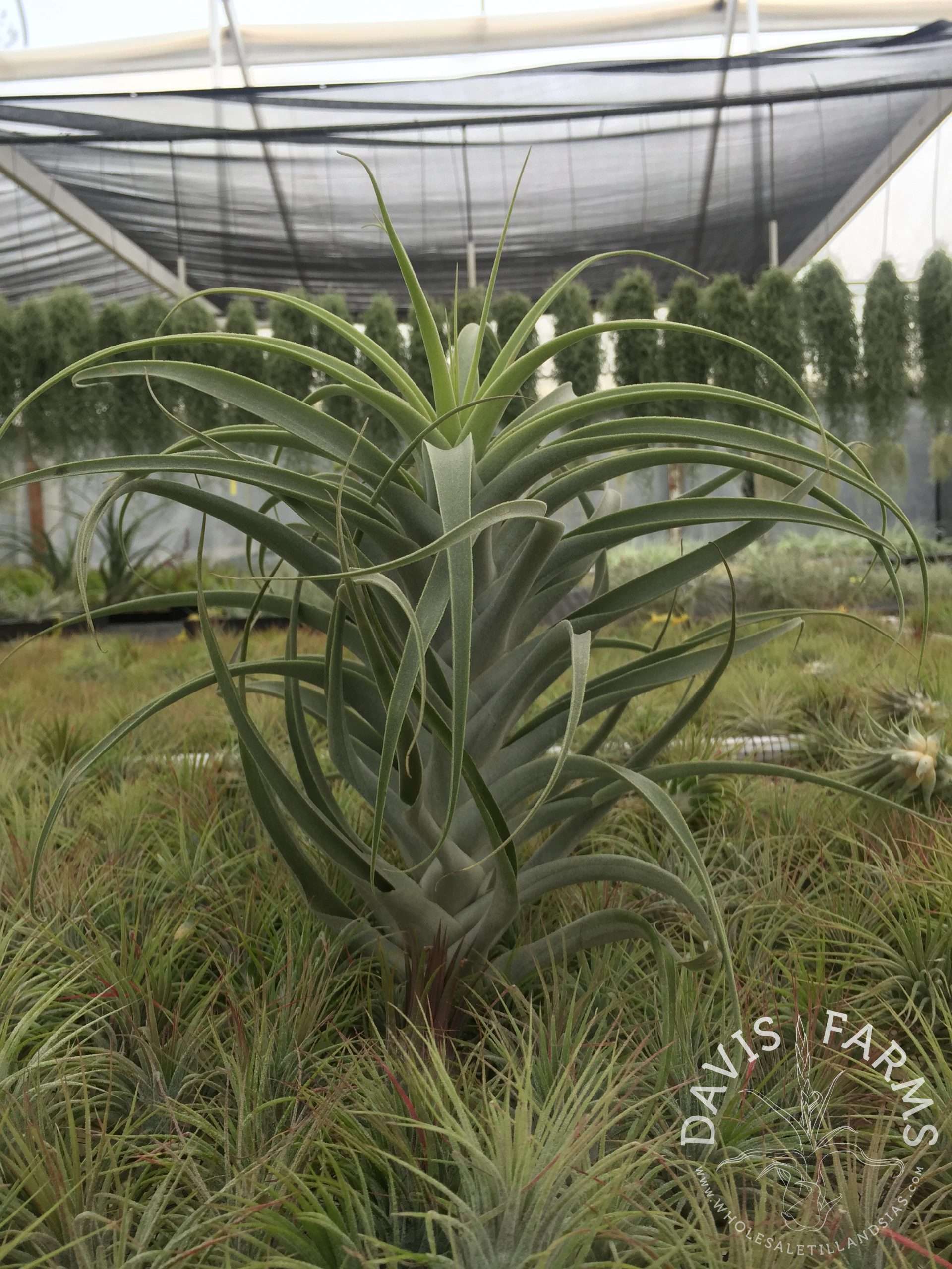 Tillandsia cacticola hybrid