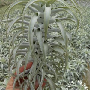 Tillandsia cacticola long form