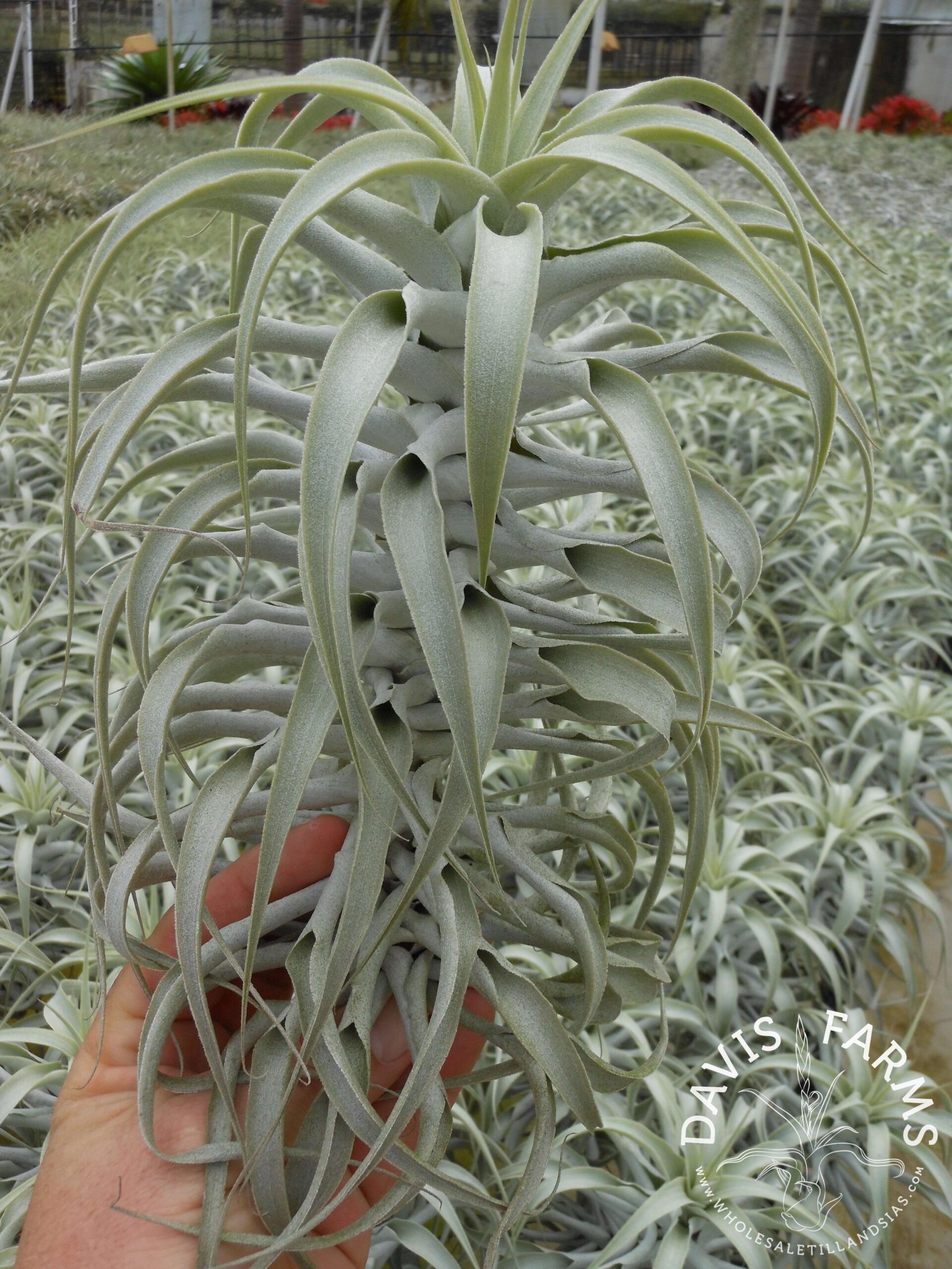 Tillandsia cacticola long form