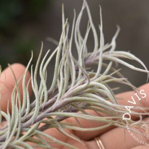 Tillandsia capillaris Type 1 Clumps