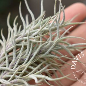 Tillandsia capillaris Type 2 clumps