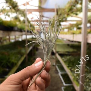 Tillandsia capillaris Type 3 clumps