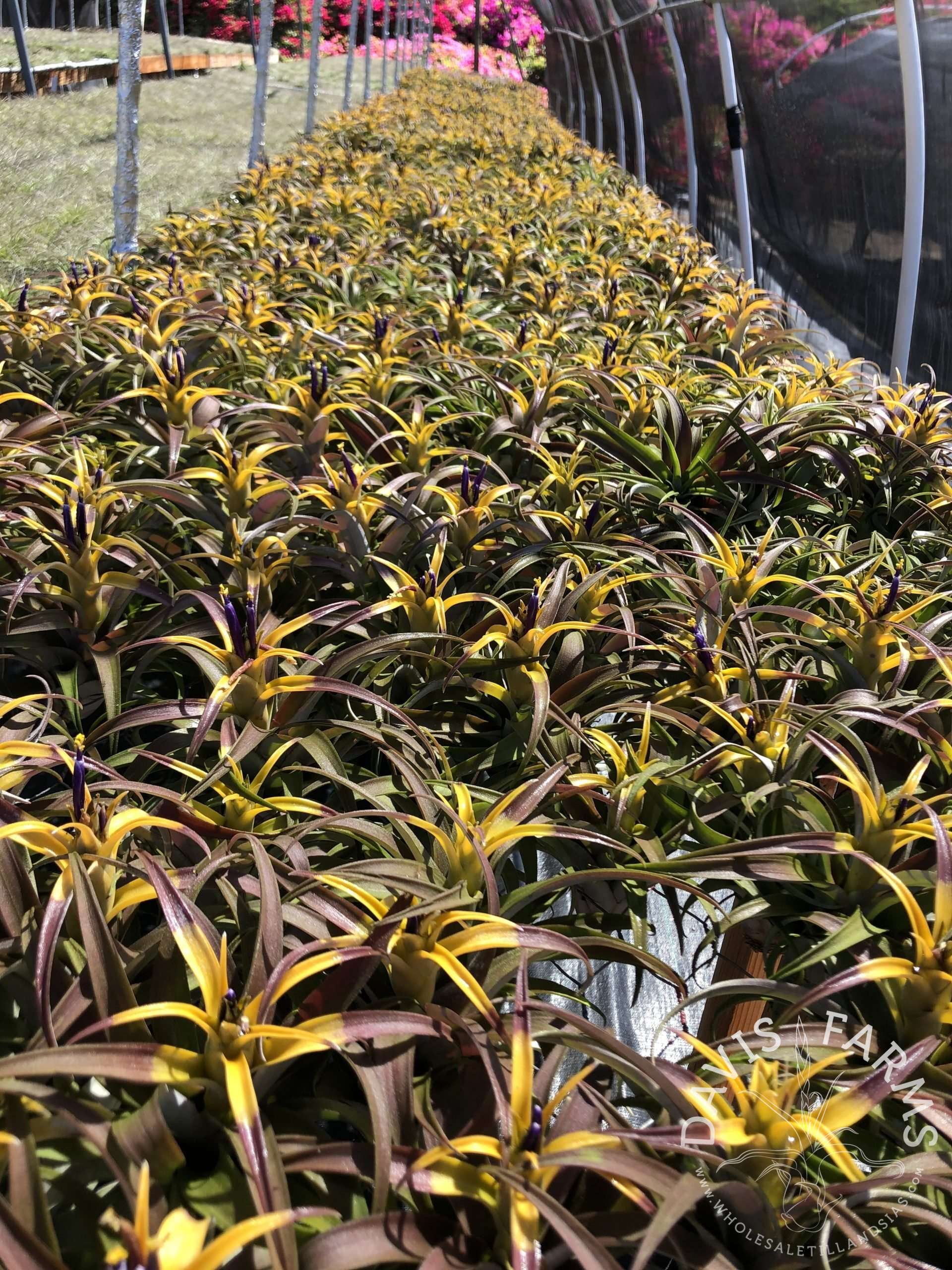 Tillandsia capitata dwarf yellow