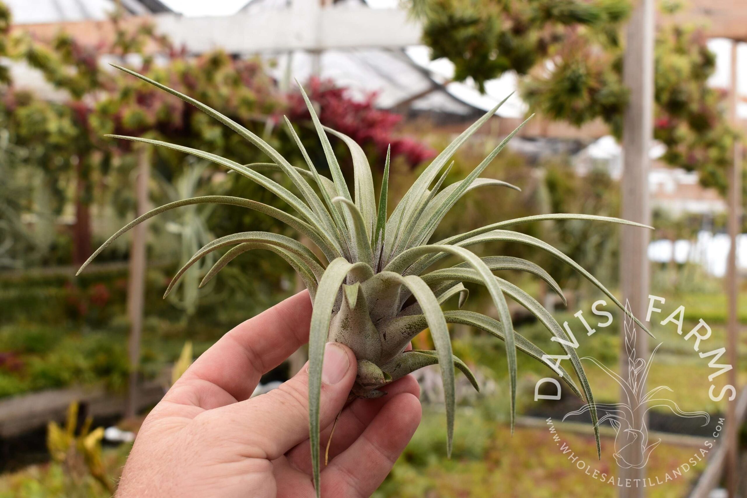 Tillandsia carrilloi AKA Calavera