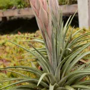 Tillandsia carrilloi AKA Calavera