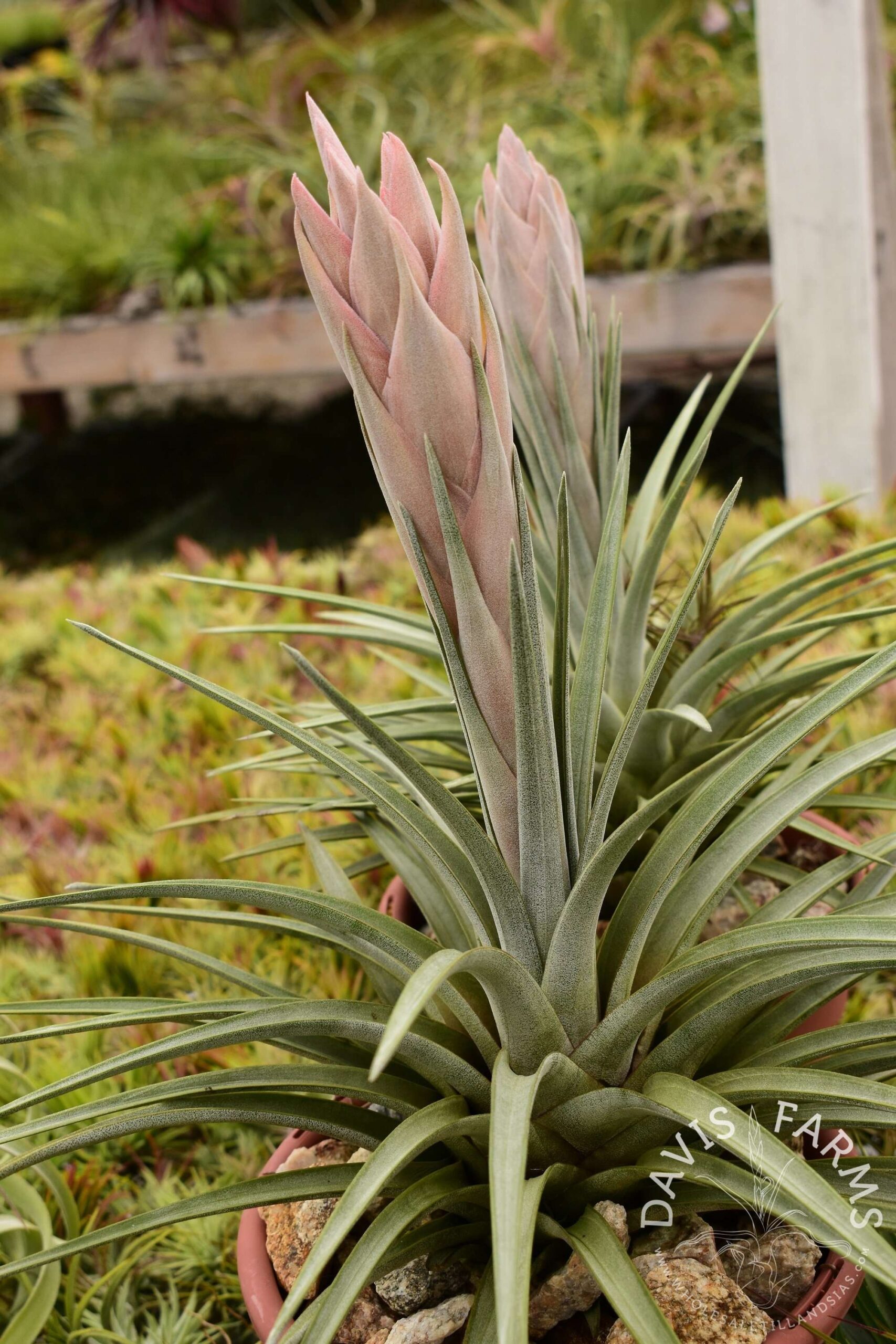 Tillandsia carrilloi AKA Calavera