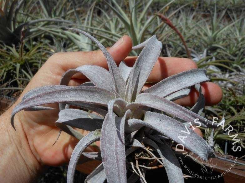 Tillandsia chiapensis
