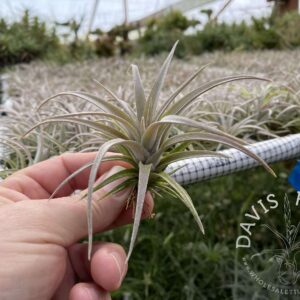 Tillandsia copanensis x zacapanensis