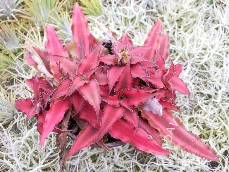 Cryptanthus Red Star