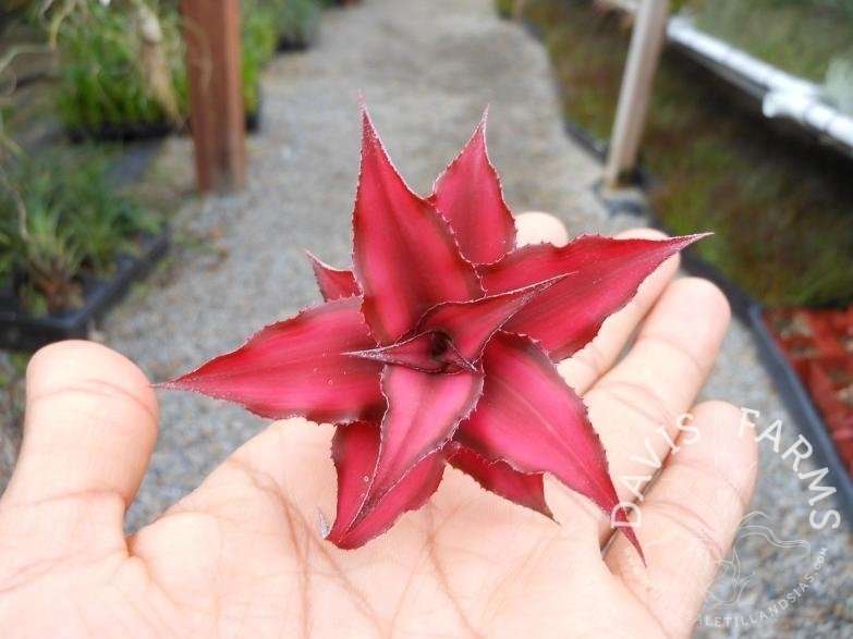Cryptanthus Red Star