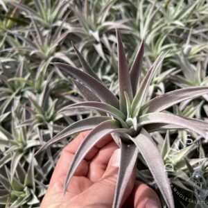 Tillandsia hondurensis