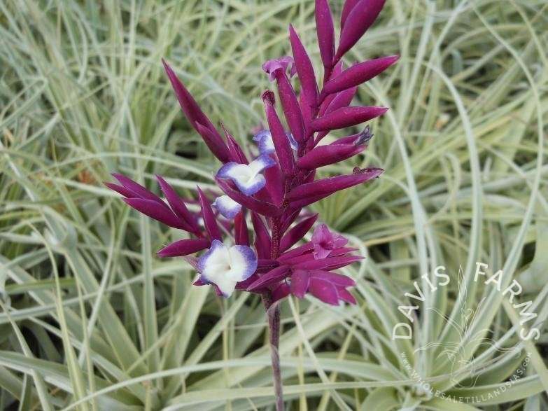 Tillandsia straminea deep purple