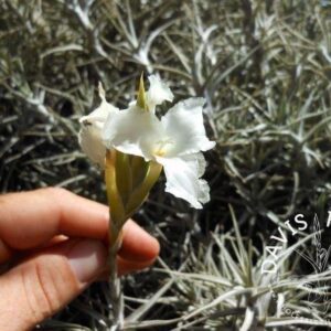 Tillandsia diaguitensis