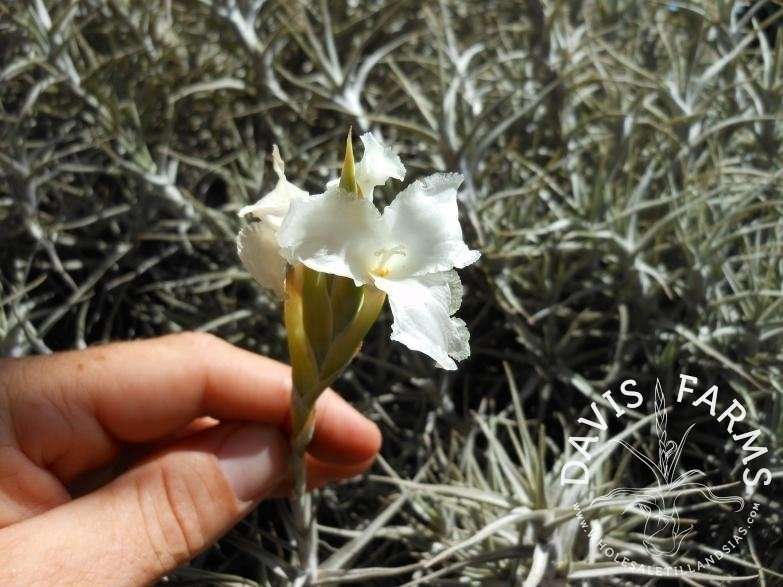 Tillandsia diaguitensis