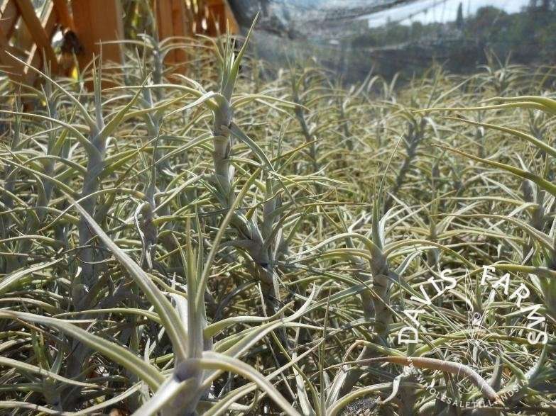 Tillandsia diaguitensis