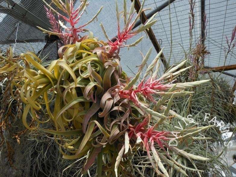Tillandsia streptophylla