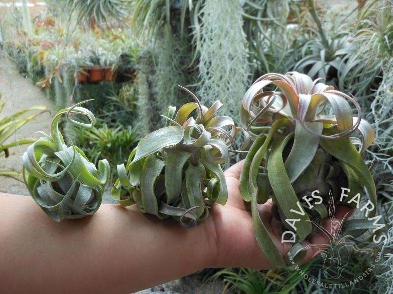 Tillandsia streptophylla