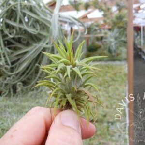 Tillandsia ionantha Mexico type 2