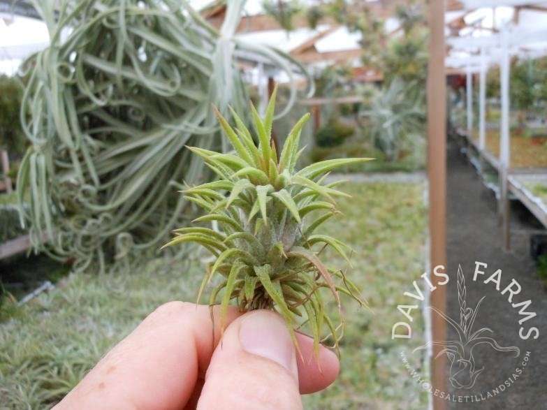 Tillandsia ionantha Mexico type 2