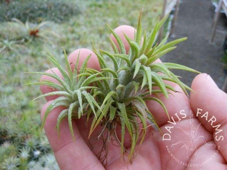 Tillandsia ionantha Mexico type 2