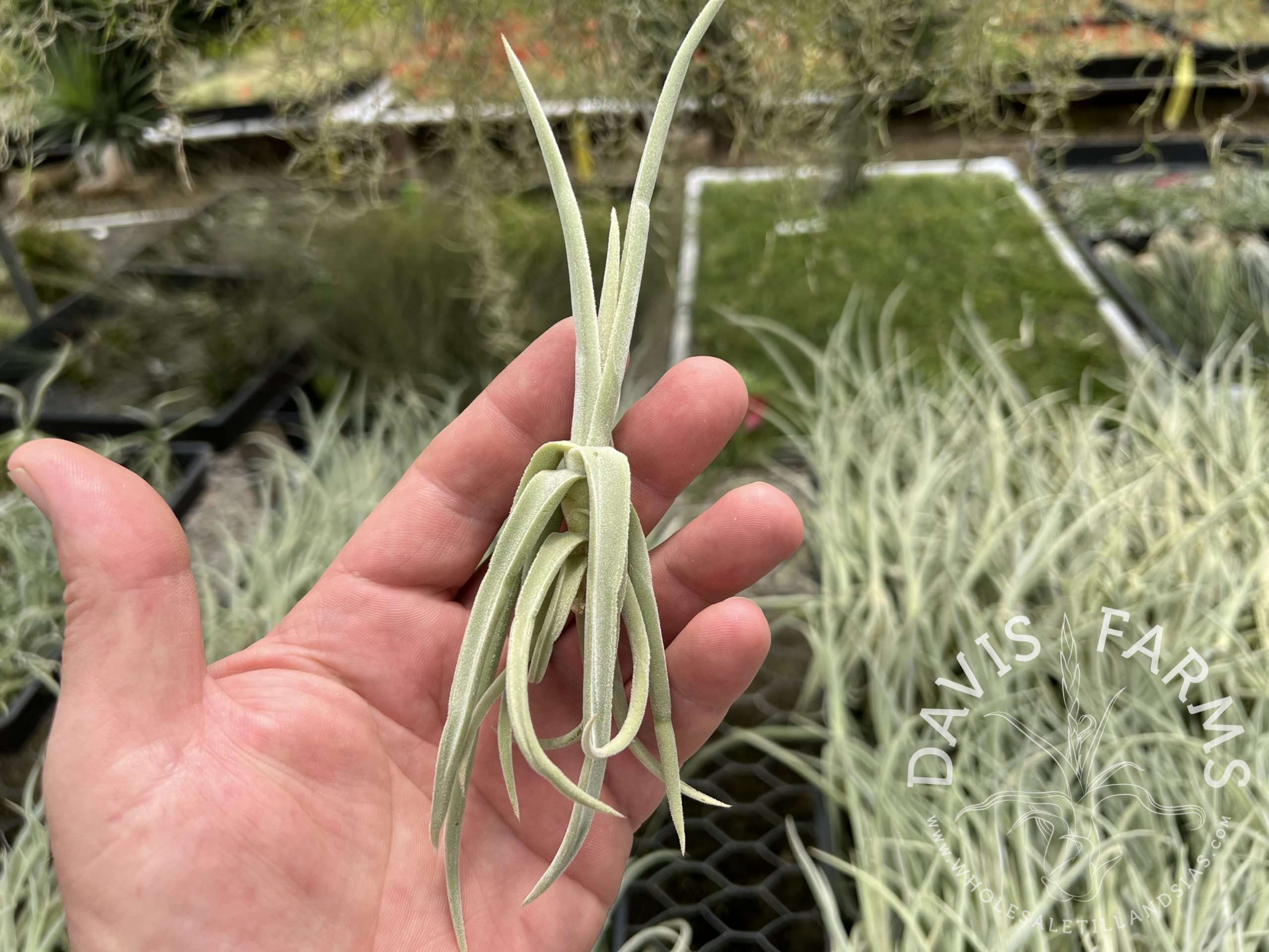 Tillandsia duratii thick leaf giant clone