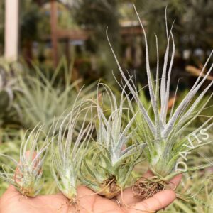 Tillandsia ehlersiana