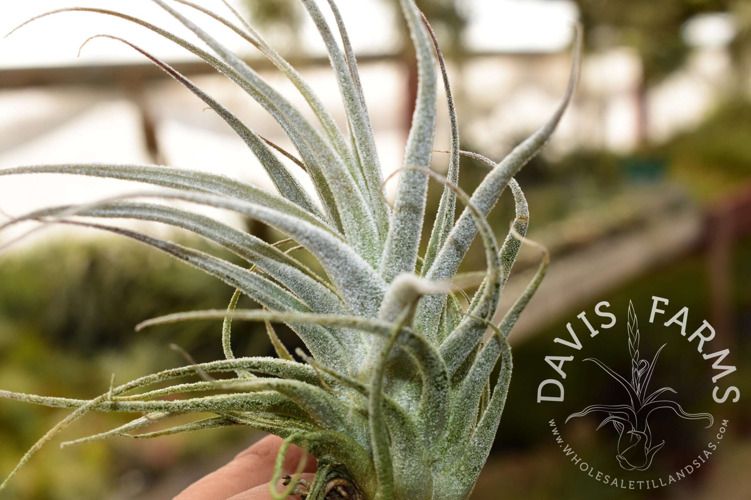 Tillandsia ehlersiana